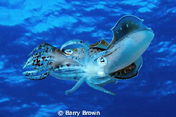Two Caribbean Reef Squids mating in midwater. by Barry Brown 